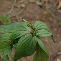 Spigelia anthelmia L.